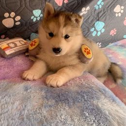 Siberian Husky Puppies from Canace Siberians