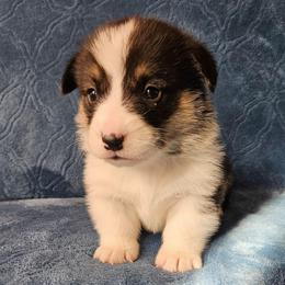 Petrie - Black and tan male Pembroke Welsh Corgi puppy in Lilburn, Georgia from Wildflowercorgis