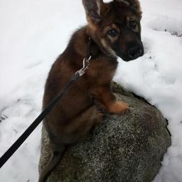 German Shepherd Puppies from Angelina Johnson