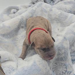 Barrel - Merle female Great Dane puppy in Caldwell, Idaho from Miner's Dynamic Danes