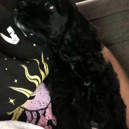 Cocker Spaniel Puppies from Anastasia Knight's Cocker Spaniels