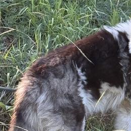 Siberian Huskies from Leanna Bartrum