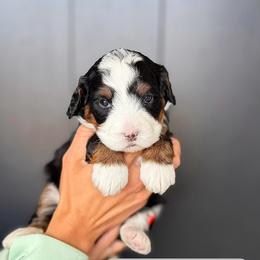 Female - Tri-color female Bernedoodle puppy in Nampa, Idaho from Boise Bernedoodles