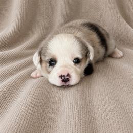 American Corgi, Cardigan Welsh Corgi, and Pembroke Welsh Corgi Puppies from Gingerbread