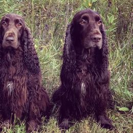 Field Spaniels from Killara Field Spaniels
