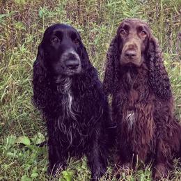 Field Spaniels from Killara Field Spaniels