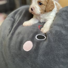 Cavalier King Charles Spaniel and Cavapoo Puppies from Larisa's Cavaliers