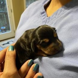 Vienna - Black and tan female Dachshund puppy in Raleigh, North Carolina from Capital City Dachshunds