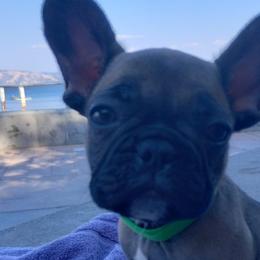 French Bulldogs from Loving Frenchie Fam