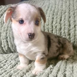 Hubba Bubba - Blue merle and white male American Corgi puppy in Endeavor, Wisconsin from Mac-Kuz Kennels
