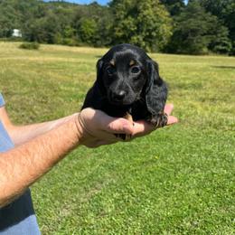 Ella - Black and tan female Dachshund puppy in Milroy, Pennsylvania from Not Your Average Weiner