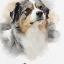 Miniature American Shepherd and Miniature Australian Shepherd All Grown Up from ShawnMarie Davis