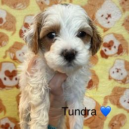 Tundra - White male Cavapoo puppy in Greensburg, Kentucky from Doodle Me Crazy