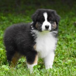 Churchill - Black tri-color male Australian Shepherd puppy in Easton, Missouri from MMA Kennel