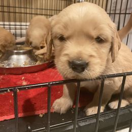 Golden Retriever Puppies from Golden Star Ranch