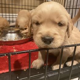 Golden Retriever Puppies from Golden Star Ranch