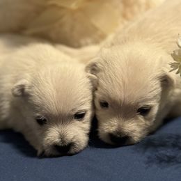 West Highland White Terriers from Debra's West Highland White Terriers