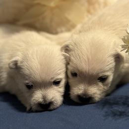 West Highland White Terriers from Debra's West Highland White Terriers