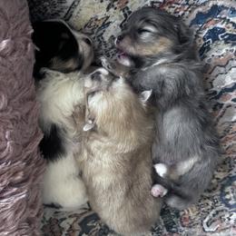 Pomeranian Puppies from Laura Velli