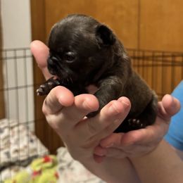 Girl 1 - French Bulldog puppy in Newport, Oregon from Blue Coast Bulldogs