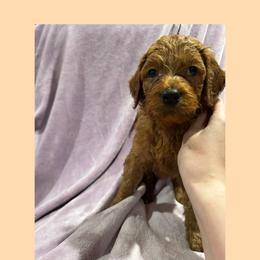 Crimson - Red male Irish Doodle puppy in Harrisburg, Arkansas from Ransone’s Ridge Runners Poodles and Doodles