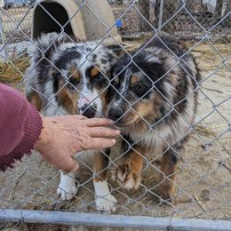 Boy 1 - Blue merle Miniature Australian Shepherd puppy in St. Louis, Missouri from Spotted Rump Ranch