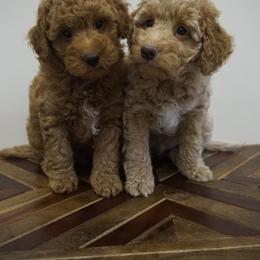 Goldendoodle puppies from Miami Mini Doodles