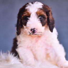 Purple - Sable female Bernedoodle puppy in Macomb, Oklahoma from Fife and Wife Ranch LLC