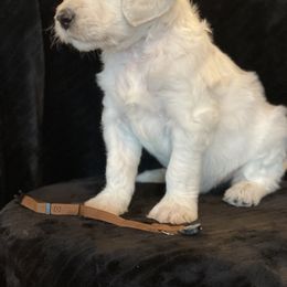 Bernedoodle and Goldendoodle Puppies from White Oak