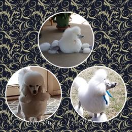 Blu - Poodle