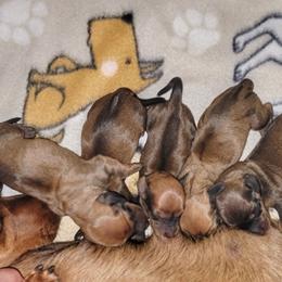 Blueprint K9 K2 Litter Female - Red female Dachshund puppy in Mountain Grove, Missouri from Blueprint K9 Dachshunds- www.BlueprintK9.com