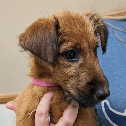 Luiseach - Red female Irish Terrier puppy in Broadway, North Carolina from Detmore Kennels