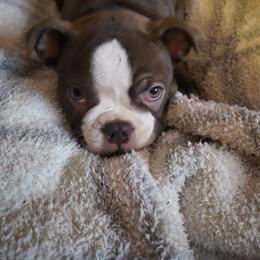 Boston Terrier Puppies from Broadus Boston Terriers