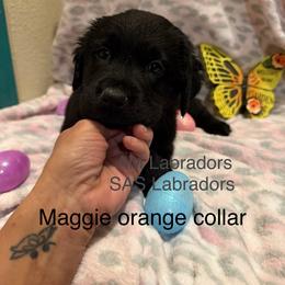 Little orange - Black female Labrador Retriever puppy in Wittmann, Arizona from AM Labradors