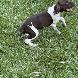 German Shorthaired Pointer Puppies from LeAnne McDaniel