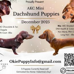 Dachshund puppies from Okie Puppies