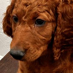 Irish Doodle Puppies from Rustic doodles of Sahuarita, AZ