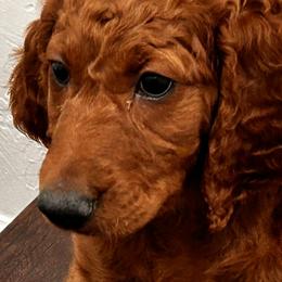 Irish Doodle Puppies from Rustic doodles of Sahuarita, AZ