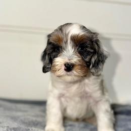 Marshall - Merle male Australian Labradoodle puppy in Beecher, Illinois from Erica’s Doodles