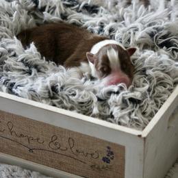 Red- Girl - Red tri-color female Australian Shepherd puppy in Navasota, Texas from Triple MMM Kennel