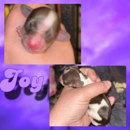 Joy - Piebald female Dachshund puppy in Brazil, Indiana from King Duke Dachshunds