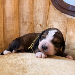 Denali - Sable male Bernedoodle puppy in Fort Meade, Florida from Baldwin Dood Ranch