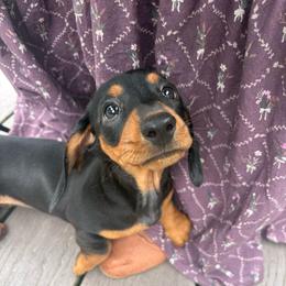 Hazel - Black and tan female Dachshund puppy in Utica, Ohio from Poodle Me Crazy