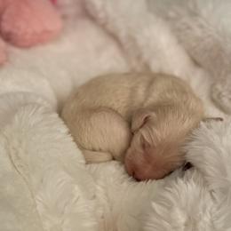 Hazel - Cream female Labradoodle puppy in San Antonio, Texas from I Love U Back Labradoodles, LLC