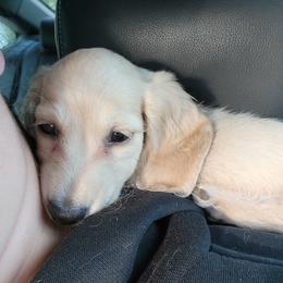Dachshund Puppies from Divine Doxies