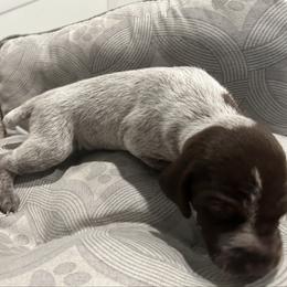 Girl 3 - Liver and white female German Shorthaired Pointer puppy in Bryan, Texas from Ehrenvogel and Bessdach Kennels