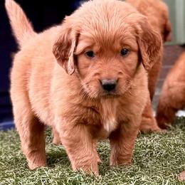 Boy 5 - Dark golden male Golden Retriever puppy in Lebanon, Oregon from Dark Goldens on Hilltop