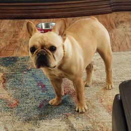 Oui-Oui  - Bulldog