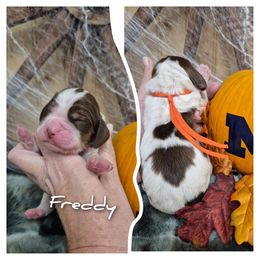 Freddy - Liver white and tan male English Springer Spaniel puppy in Freeland, Michigan from McNally's Springer Spaniels