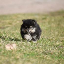 Pomeranian Puppies from Pomeranians Montana